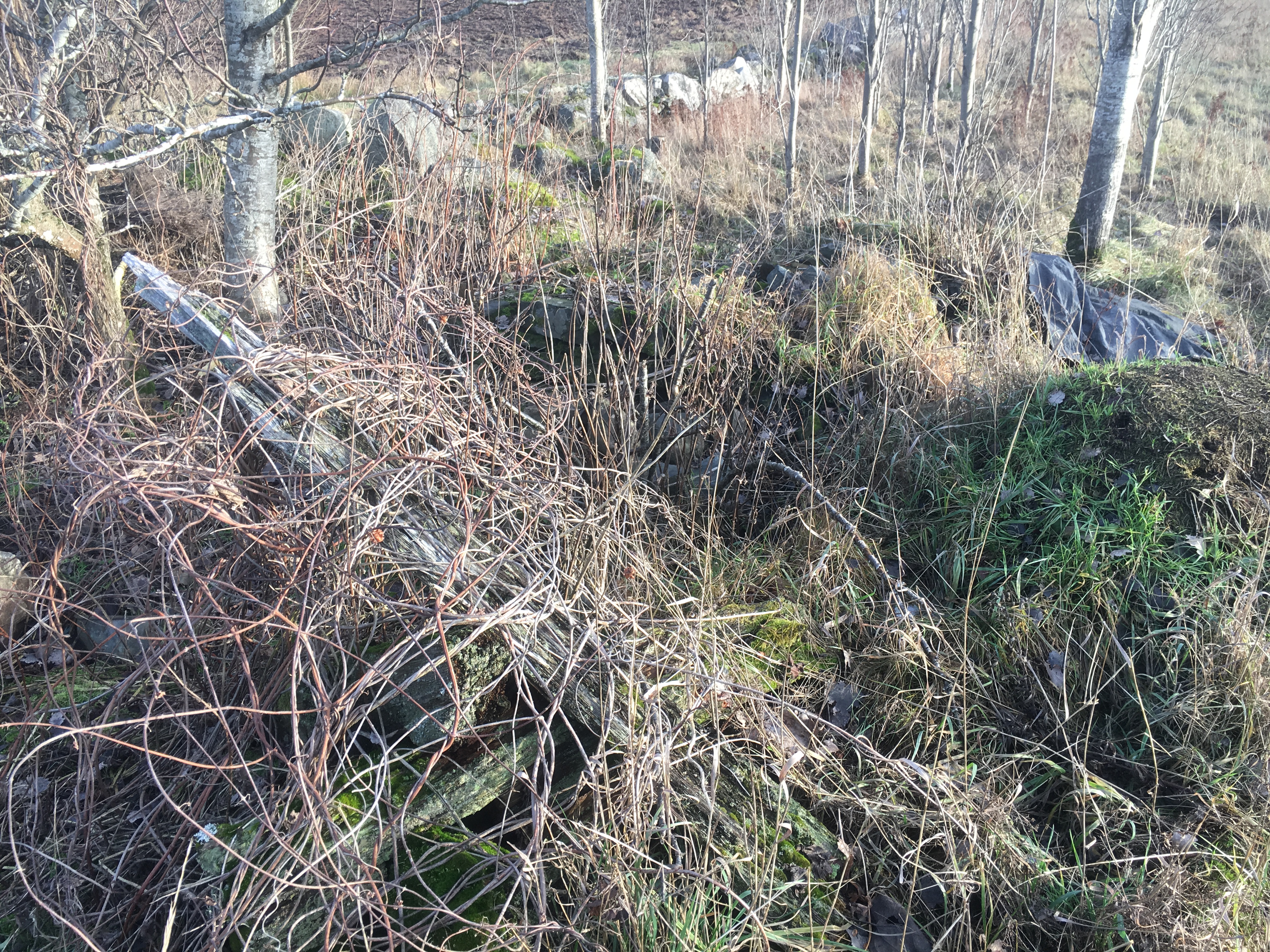 Rester av gammal Smedja